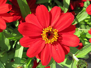 Zinnia 'Profusion Red' Impossible d'afficher l'image