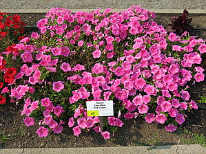 Petunia Easy Wave Spreading 'Pink Cosmo' Impossible d'afficher l'image