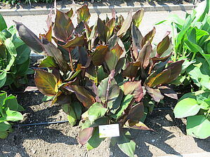 Impossible d'afficher l'image