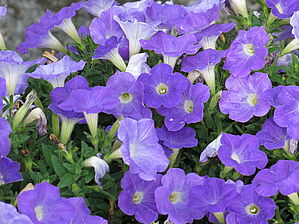 Petunia (Pot) Dekko Sky 'Blue Imp' Impossible d'afficher l'image