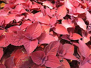 Plectranthus 'Ruby Slipper' Impossible d'afficher l'image