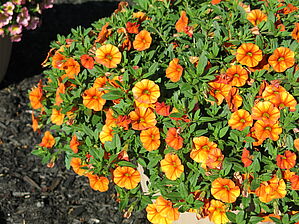 Impossible d'afficher l'image