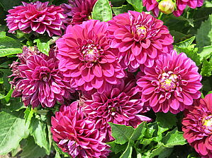 Impossible d'afficher l'image