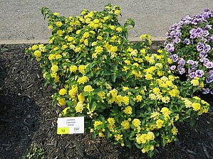 Impossible d'afficher l'image