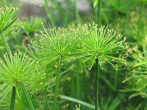 Impossible d'afficher l'image