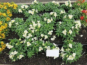 Alstroemeria Colorita 'Claire' Impossible d'afficher l'image