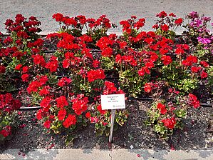 Impossible d'afficher l'image