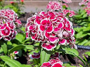 Impossible d'afficher l'image