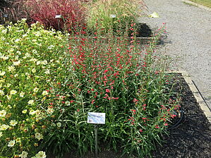 Impossible d'afficher l'image