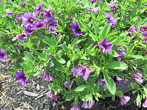 Impossible d'afficher l'image