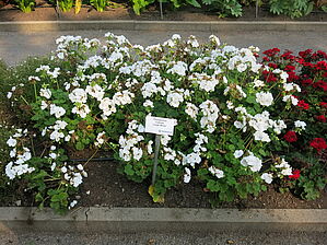 Impossible d'afficher l'image