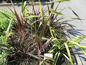 Phormium 'Arc En Ciel' Impossible d'afficher l'image