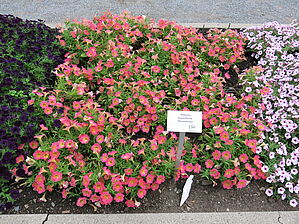 Petunia Supertunia 'Persimmon' Impossible d'afficher l'image