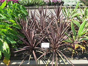 Impossible d'afficher l'image