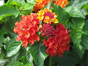 Impossible d'afficher l'image