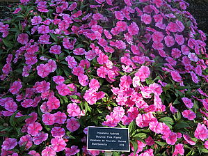 Impossible d'afficher l'image