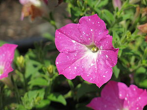 Impossible d'afficher l'image