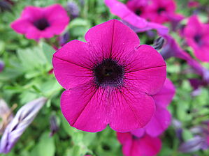 Impossible d'afficher l'image