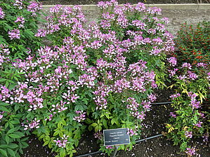 Impossible d'afficher l'image