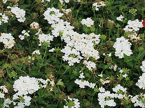Verbena Superbena 'Whiteout' Impossible d'afficher l'image