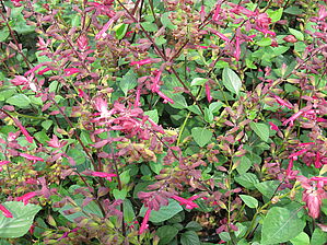 Salvia Skyscraper 'Dark Purple' Impossible d'afficher l'image