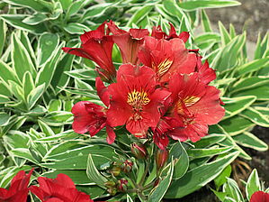 Alstroemeria 'Colorita Katiana' Impossible d'afficher l'image