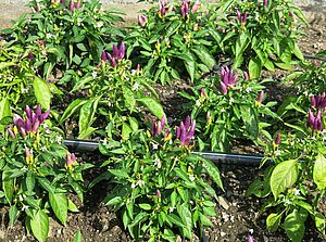 Impossible d'afficher l'image