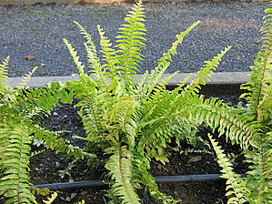 Impossible d'afficher l'image