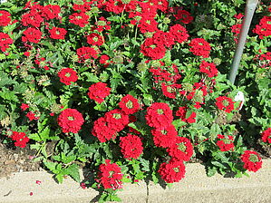 Verbena 'superbena Royale Red' Impossible d'afficher l'image