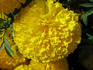 Tagetes 'Big Duck Yellow' Impossible d'afficher l'image