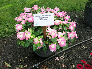 Impossible d'afficher l'image