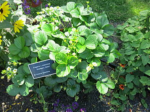 Impossible d'afficher l'image