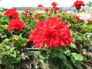 Impossible d'afficher l'image