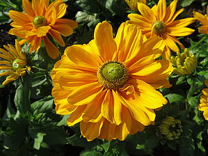 Rudbeckia hirta 'Amarillo Gold' Impossible d'afficher l'image