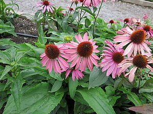 Impossible d'afficher l'image