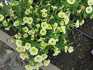 Petunia 'Supertunia Limoncello' Impossible d'afficher l'image