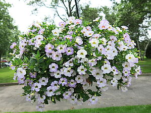 Calibrachoa 'Chameleon Lavender Sorbet' Impossible to display the image