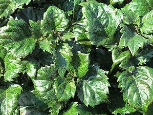 Plectranthus (Pot) Lion 'Blue' Impossible d'afficher l'image
