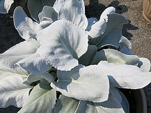 Senecio (Pot) Angel Wings Impossible d'afficher l'image