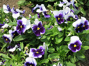 Viola 'Spring Matrix Beaconsfield' Impossible d'afficher l'image