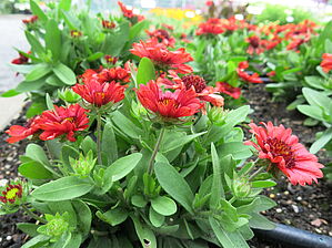 Impossible d'afficher l'image