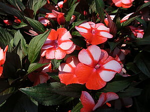 Impossible d'afficher l'image