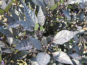 Impossible d'afficher l'image