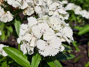 Impossible d'afficher l'image