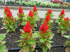 Impossible d'afficher l'image