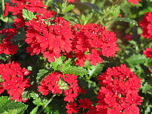 Verbena 'Superbena Red' Impossible d'afficher l'image