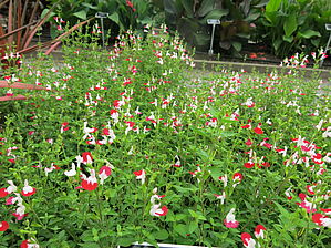 Salvia 'Little Kiss' Impossible d'afficher l'image