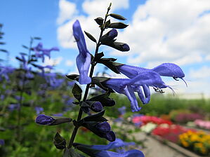Salvia Rockin 'Blue Suede Shoes' Impossible d'afficher l'image