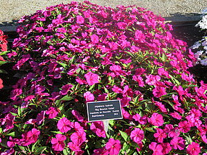 Impossible d'afficher l'image