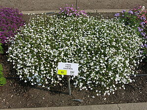 Impossible d'afficher l'image